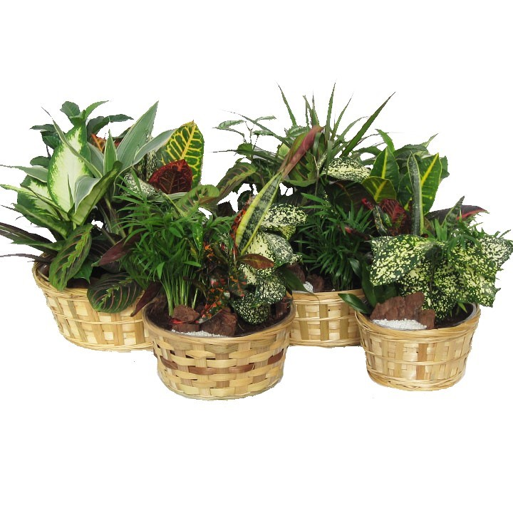 8 Inch Wicker Dish Gardens