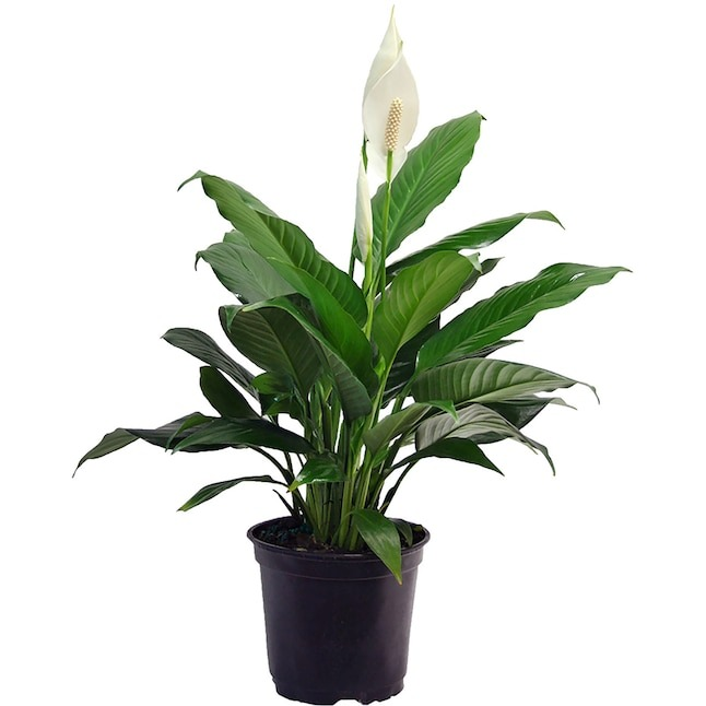 6 Inch Peace Lily